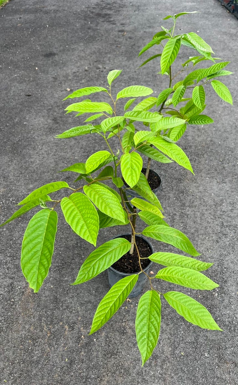 Ylang Ylang tree in half Gallon Pot, Cananga Odorata image 6