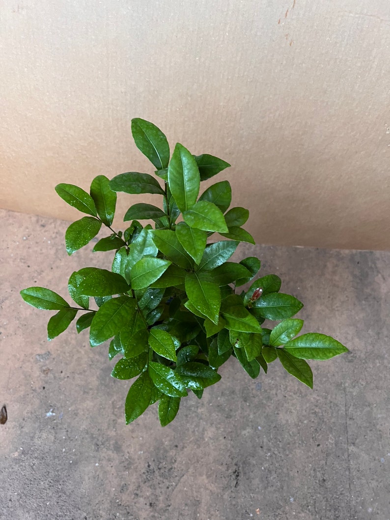 Ochna serrulata, mickey mouse plant in 6 Pot image 6