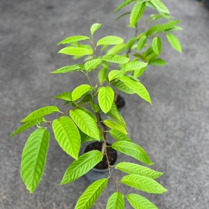 Ylang Ylang tree in half Gallon Pot, Cananga Odorata image 7