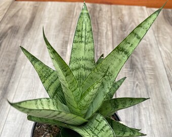Sansevieria Hybrid \u2018Silver Surfer\u2019 Sansevieria Hybrid \u2018Silver Surfer\u2019