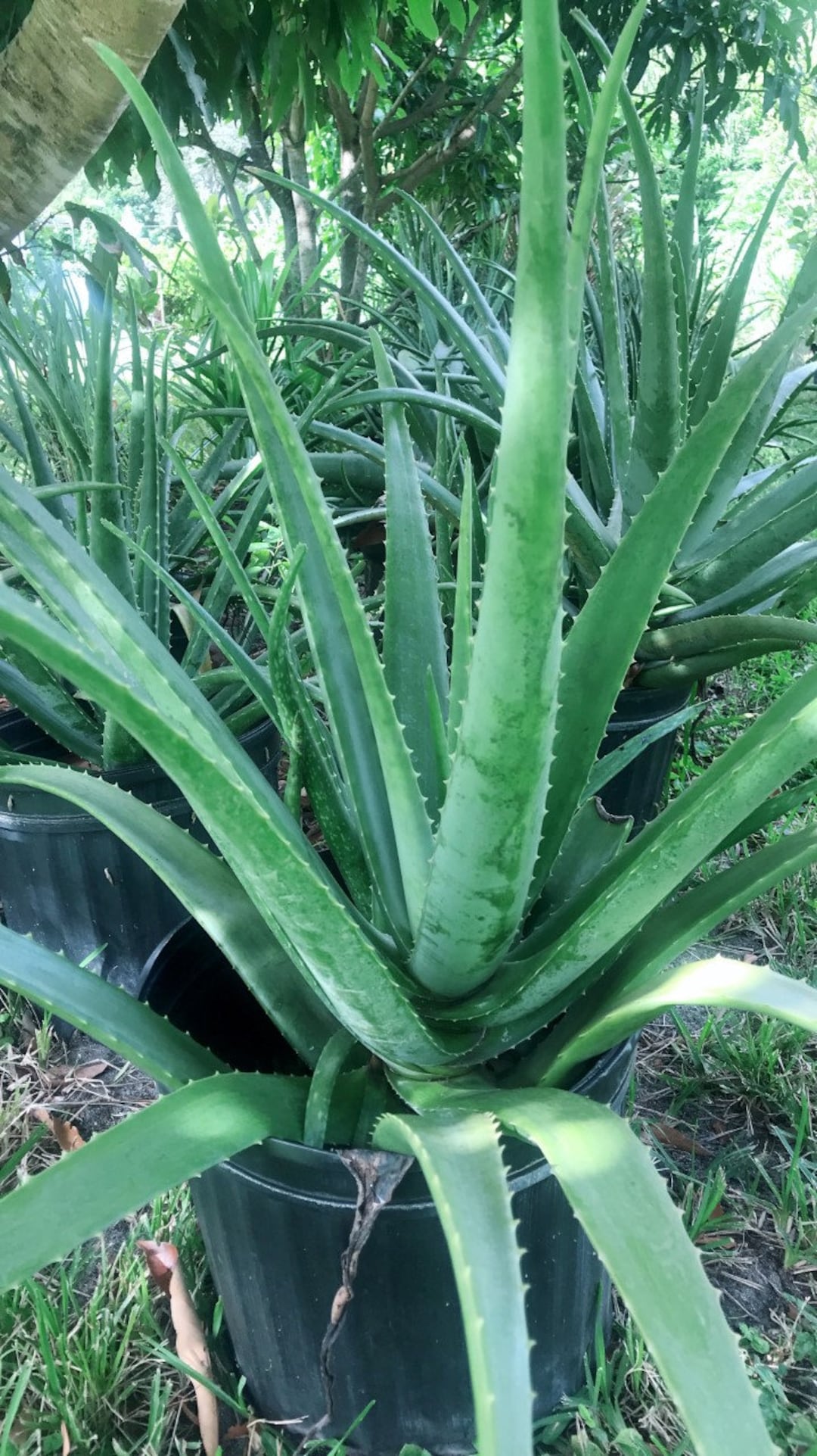 Aloe Vera Plant in 4 Pot