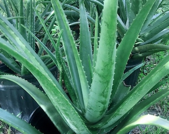 Aloe Vera Plant in 4" pot