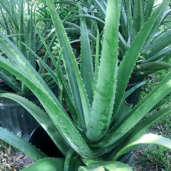 Aloe Vera Plant in 4" pot