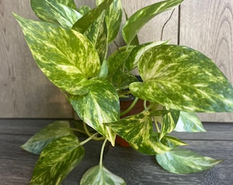 Golden Pothos in 4" Pot , Air purifying,, Live, Air purifyingHouse plant, Devil's Ivy Epipremnum Aureum