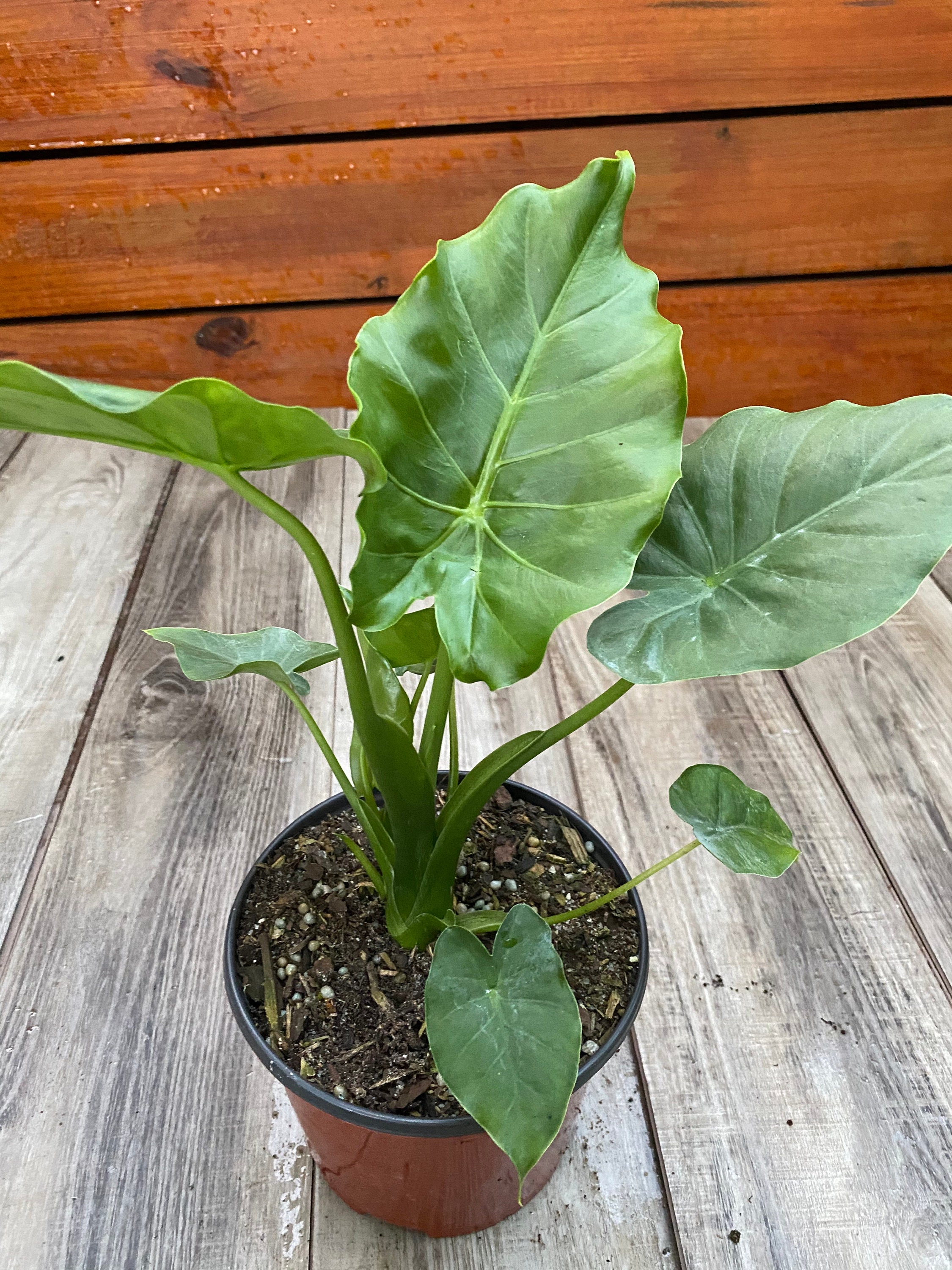 Alocasia  Odora in 6" pot, Elephant Ears