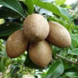 Mamey sapote, Magana in half gallon pot