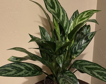 Aglaonema maria , Tigress , Well rooted plant, Cutting Only