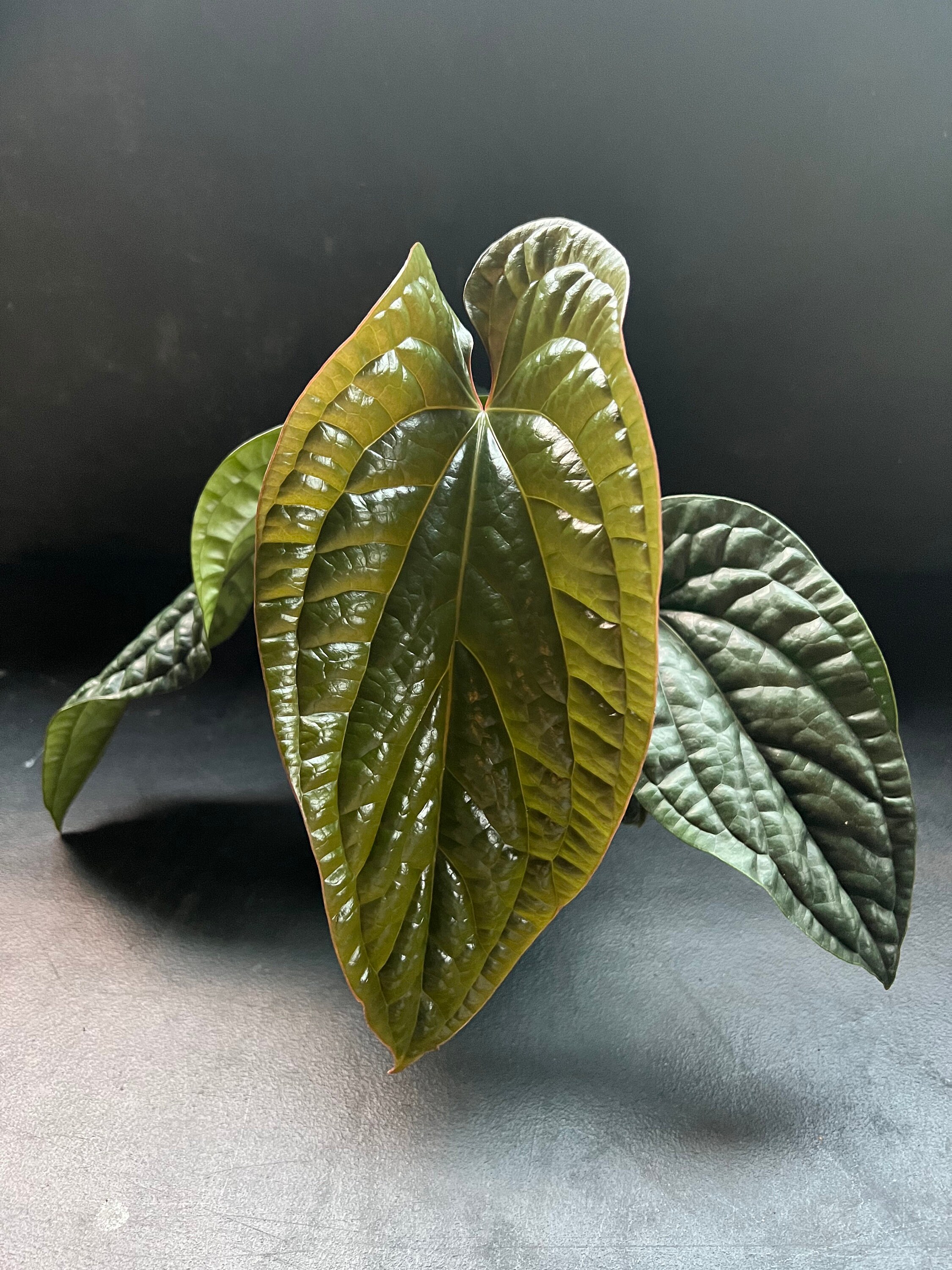 6” Anthurium Luxurians main image 1