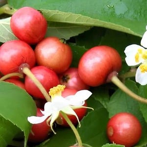 Muntingia calabura ,Strawberry Tree in 6&quot; Pot, Jamaican Strawberry, Kersen