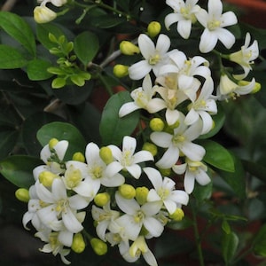 May include: A cluster of small, white flowers with yellow centers bloom on a green bush. The flowers have five petals and are arranged in a loose, cascading pattern.