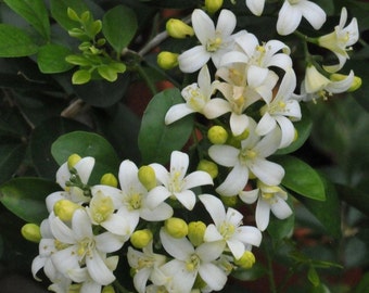 Lake view Jasmine, in 10" Pot, Murraya paniculata, Orange jasmine, large No ship to CA, Hi, Az, La, TX, Pr, Al, VI