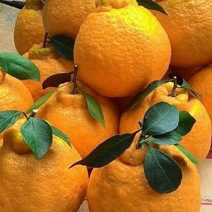 Grafted Shiranui Dekopon Mandarin Orange tree in Half Gallon Pot, Tangerine, sumo,  Florida Shipping Only