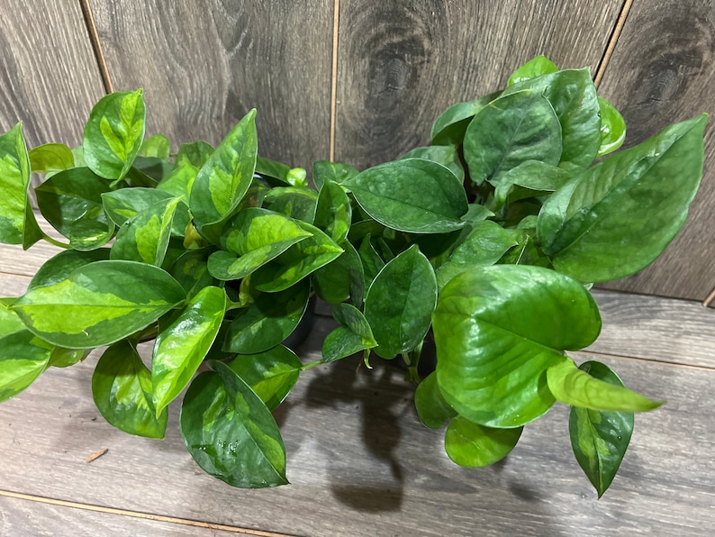 Epipremnum Aureum 'Global Green in 6 pot image 4