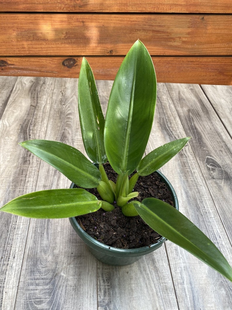 Philodendron Martianum Fat Boy, in 6 pot or 8 pot image 2