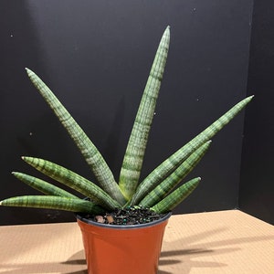 Sansevieria Starfish in 4" pot, Bonzel