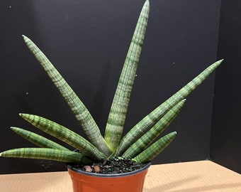 Sansevieria Starfish in 4" pot, Bonzel