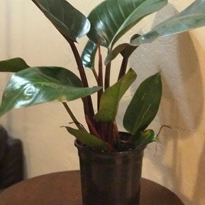 Philodendron Rojo Congo in 6&quot; Pot