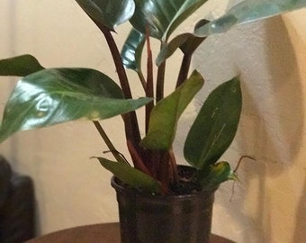 Puede incluir: Una planta de interior en maceta con hojas grandes de color verde oscuro y tallos de color marrón rojizo. La planta está en una maceta de plástico negro, sobre una mesa de madera. Las hojas son brillantes.