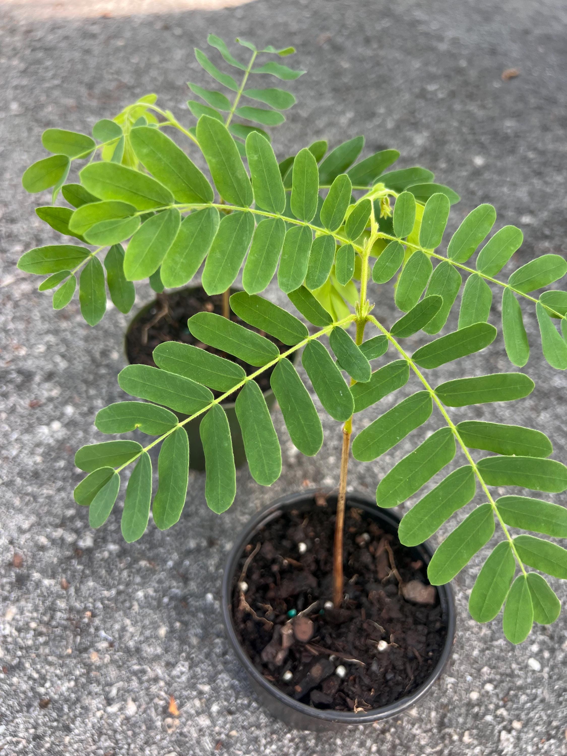 Tamarind tree, Tamarindus indica in 4"  Pot, Pohon Asem