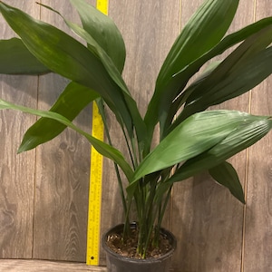 CAST IRON PLANT Aspidistra elatior 6 pot image 3