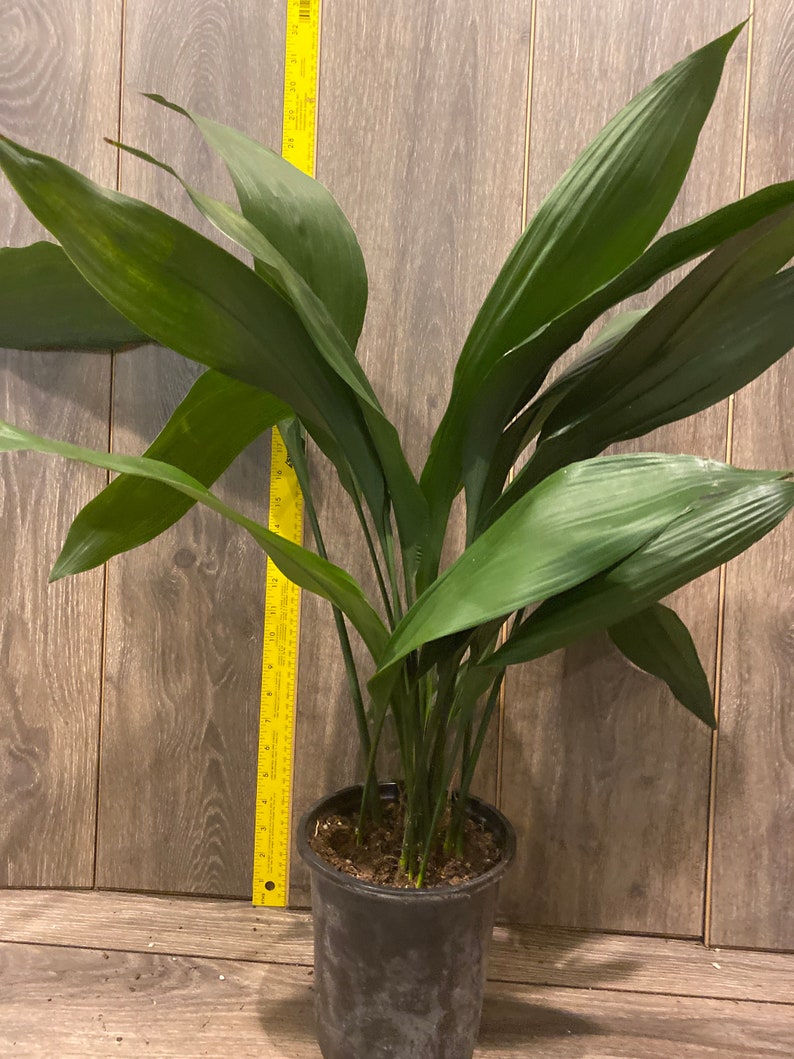 CAST IRON PLANT Aspidistra elatior 6 pot image 3