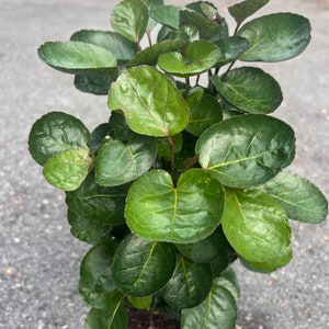 May include: A small green plant with large, round leaves in a black pot. The plant is growing in a pot on a gray surface.