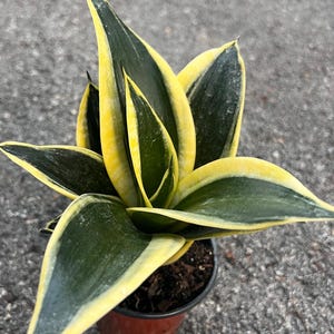 Sansevieria Jade Pagoda Hahnii in 4&quot;pot, snake plant