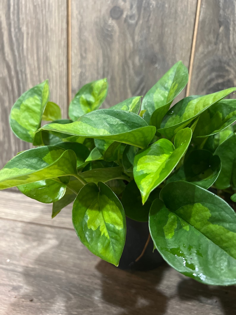 Epipremnum Aureum 'Global Green in 6 pot image 5