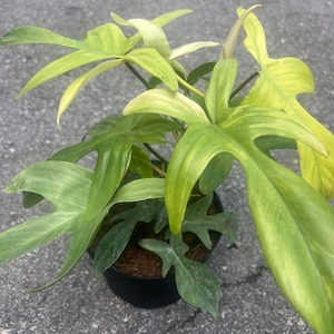 Philodendron Florida Ghost Mint in 6&quot; Pot, mint Variegated