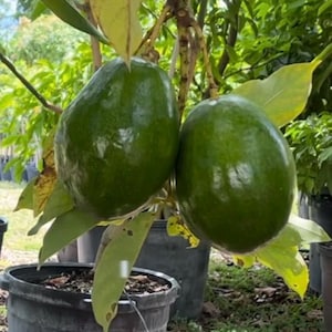 Catalina Avocado Tree  , Grafted in 6&quot; Pot