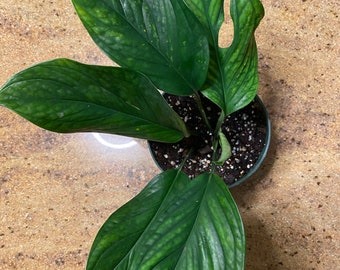 Black Velvet - Monstera Sp (peru) - Rare Tropical - Multiple Options - US  Seller - Etsy