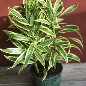 Song Of India, 6 Pot, Dracaena reflexa. image 2