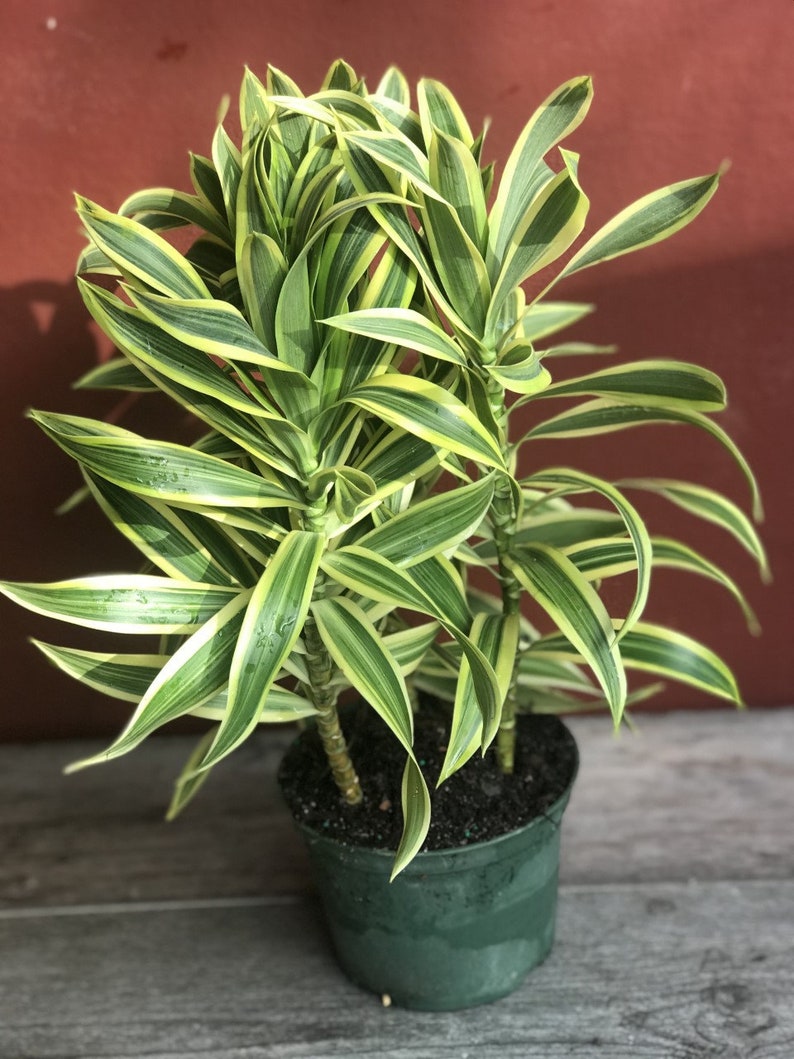 Song Of India, 6 Pot, Dracaena reflexa. image 2