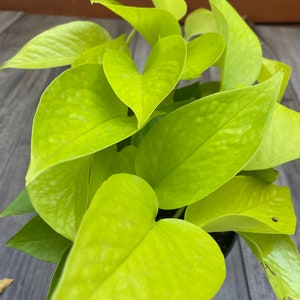 Neon Pothos in 6 pot, Top Indoor Air Purifier image 5