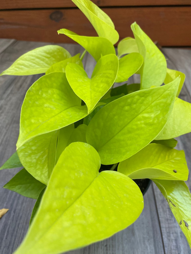 Neon Pothos in 6 pot, Top Indoor Air Purifier image 5