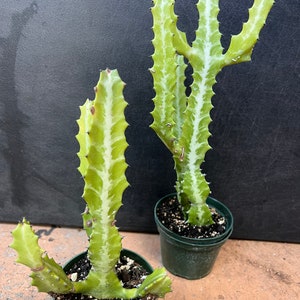 Euphorbia Lactea Variegated in 4 Pot, rare image 7