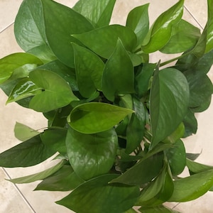 Jade Pothos in 6 pot image 4