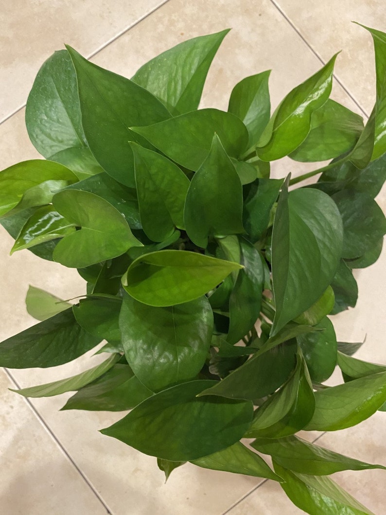 Jade Pothos in 6 pot image 4