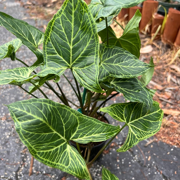 Syngonium ‘Batik’ in 4" pot