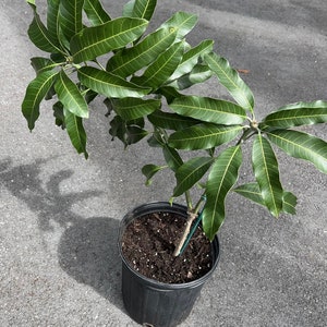 Alphonso mango Tree, Manguifera, grafted in 3 gallons pot image 6