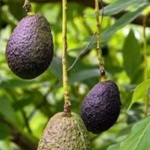 Maria Black  Avocado Tree  , Grafted in 3 Gallons Pot, No Ship to AK and HI