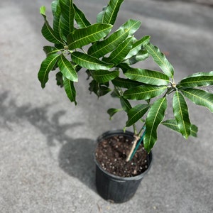 Alphonso mango Tree, Manguifera, grafted in 3 gallons pot image 5