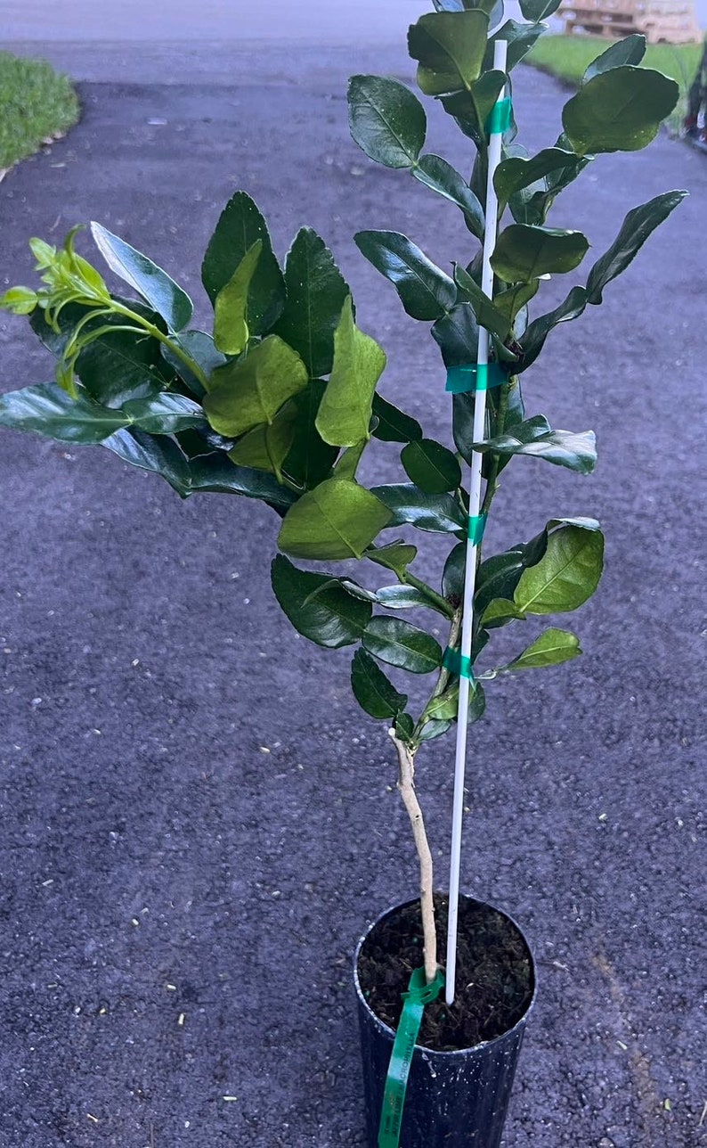 Puede incluir: Un &aacute;rbol de lima kaffir en maceta con hojas verdes y una estaca blanca atada al tronco con cinta verde. El &aacute;rbol est&aacute; en una maceta de pl&aacute;stico negra.