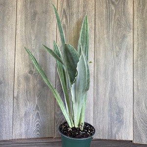 Sansevieria Sayuri in 6 pot image 6