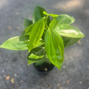 Large, Cinnamon Tree in 6" Pot, Cinnamomum zeylanicum, CEYLON CINNAMON