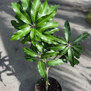 Alphonso mango Tree, Manguifera, grafted in 3 gallons pot image 2