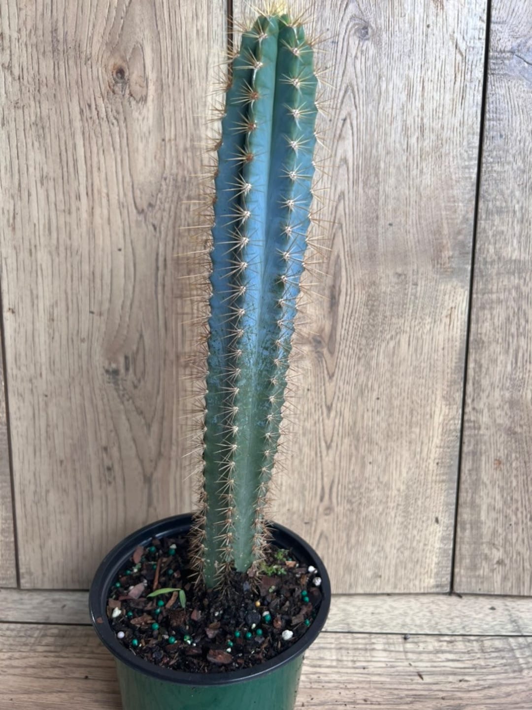 Blue candlestick cactus deals