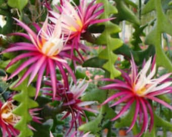 Anguliger Ric Rac Cactus, Epiphyllum , Zig Zag Cactus -in 6" Pot