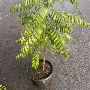 May include: A potted curry leaf plant with vibrant green, pinnate leaves. The plant is in a black plastic pot, set against a dark, wet surface. The leaves are wet, suggesting recent watering or rainfall.