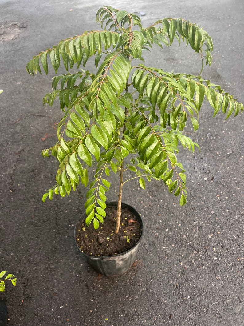 May include: A potted curry leaf plant with vibrant green, pinnate leaves. The plant is in a black plastic pot, set against a dark, wet surface. The leaves are wet, suggesting recent watering or rainfall.